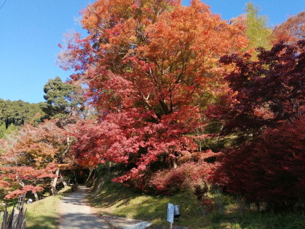 最上山公園もみじ山の紅葉