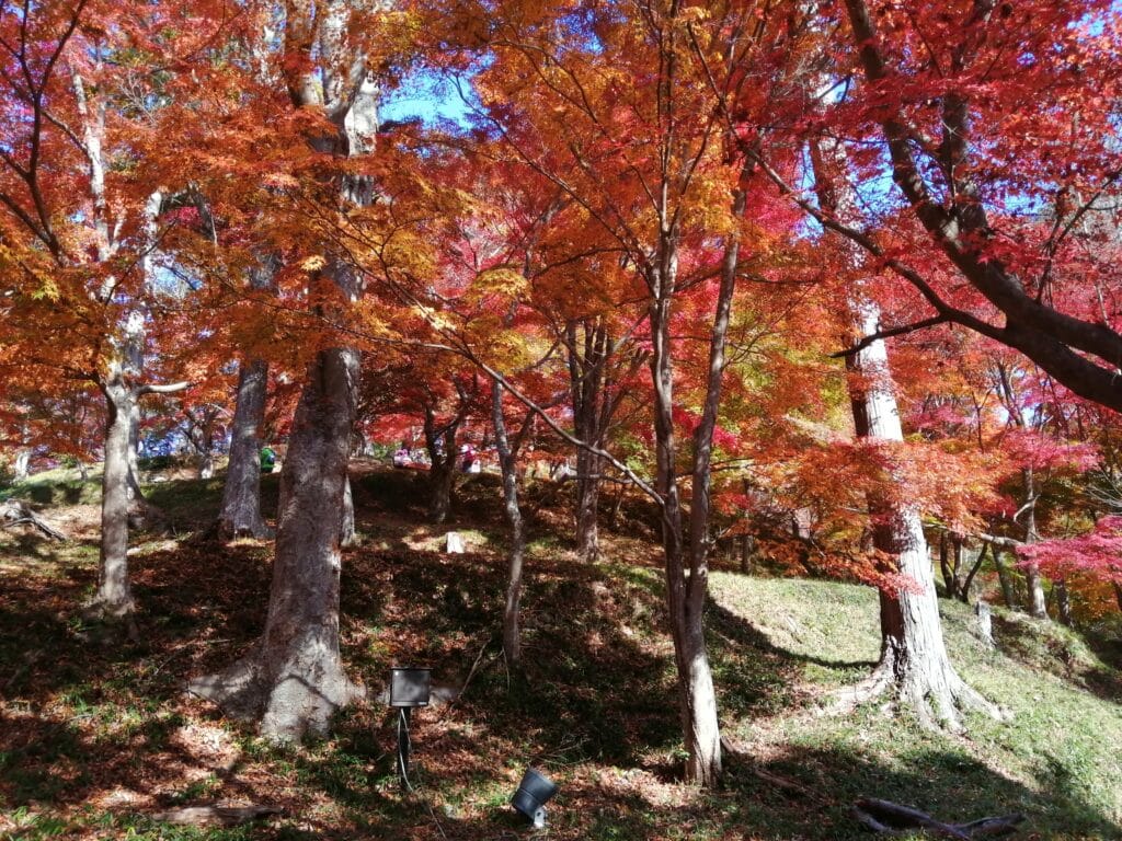 最上山公園もみじ山の紅葉