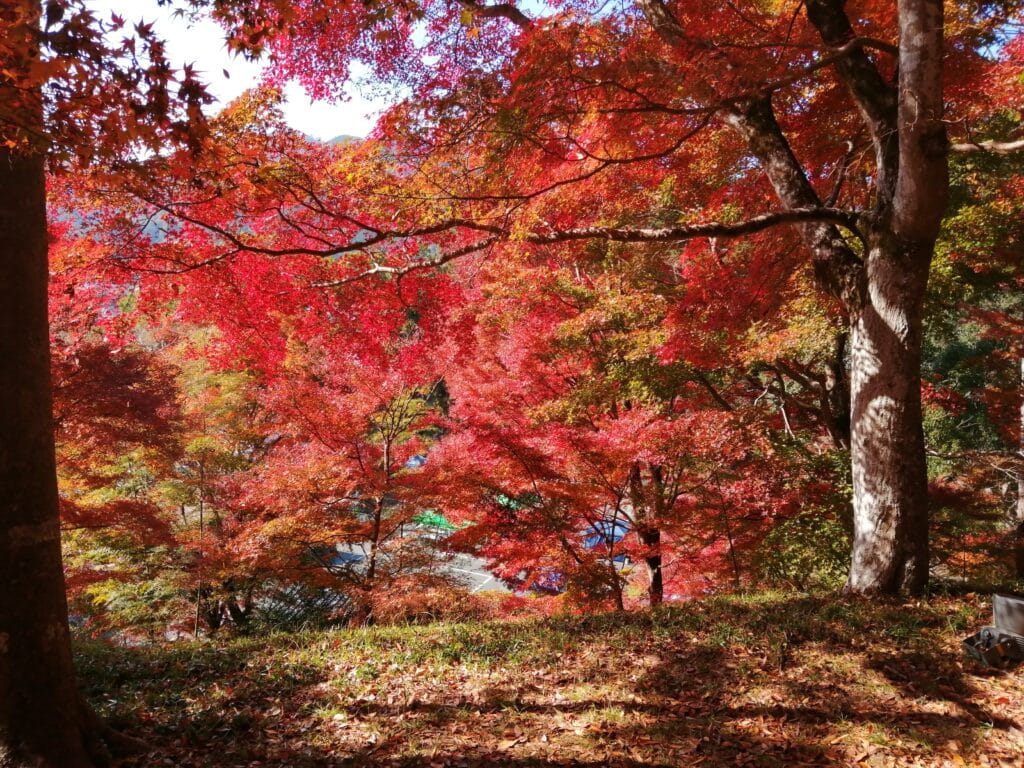 最上山公園もみじ山１