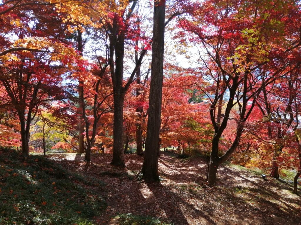 最上山公園もみじ山の紅葉