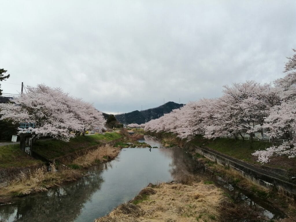 菅野川の桜　1