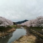 菅野川の桜　1
