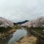 菅野川の桜　1