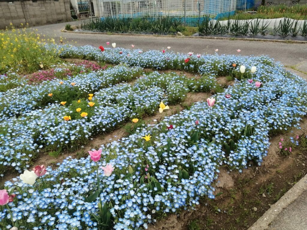 ちづちゃんの花園3